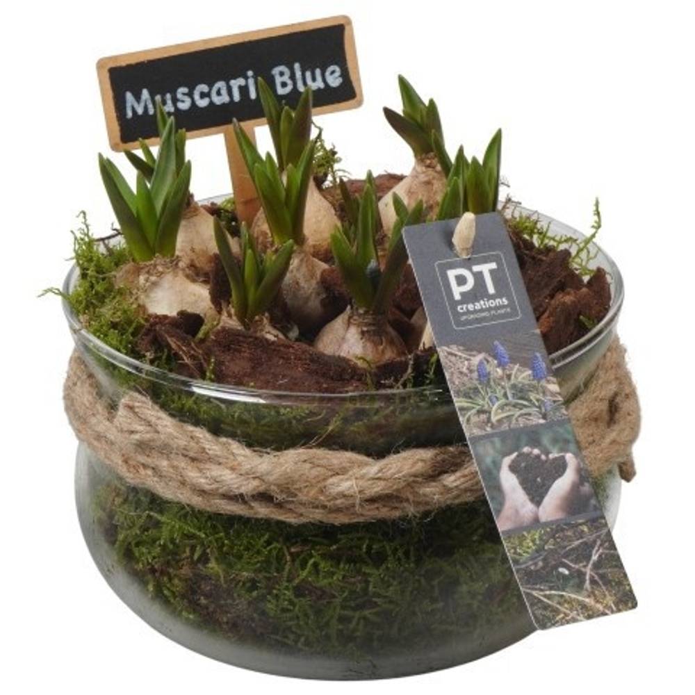 Muscari.Arr PTMB6334 T16 H016