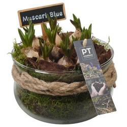 Muscari.Arr PTMB6334 T16 H016