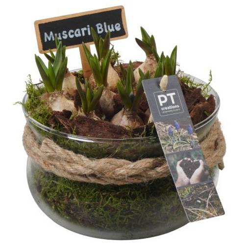 Muscari.Arr PTMB6334 T16 H016