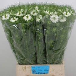 Nigella weiss Bridal White 75cm