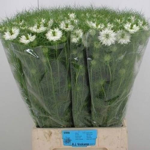 Nigella weiss Bridal White 75cm