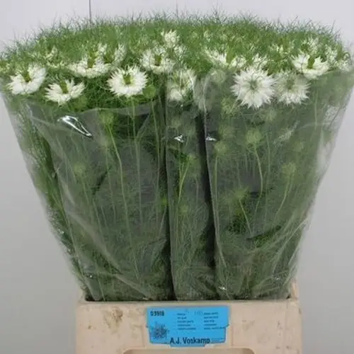 Nigella weiss Bridal White 75cm
