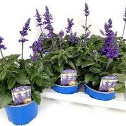Salvia violett violet Mystic Spires Blue T17 H055