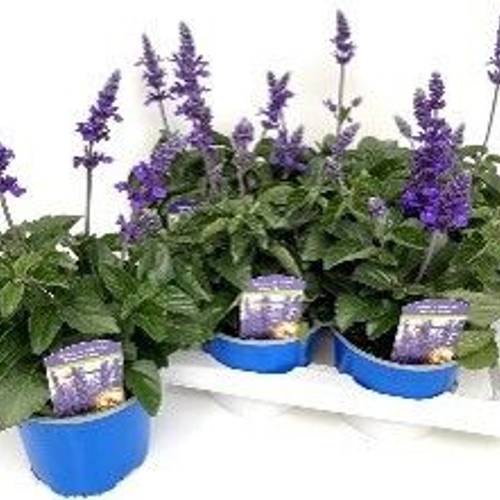 Salvia violett violet Mystic Spires Blue T17 H055