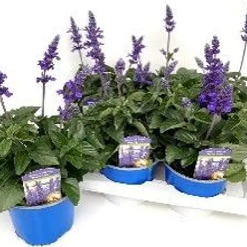 Salvia violett violet Mystic Spires Blue T17 H055