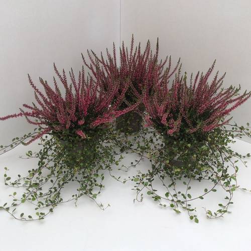 Calluna GG mit Mühlenbeckia T13 H027
