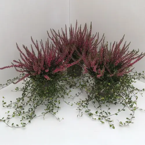 Calluna GG mit Mühlenbeckia T13 H027