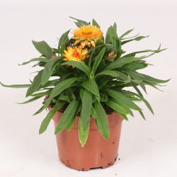 Strohblume Crispy orange T12 H25