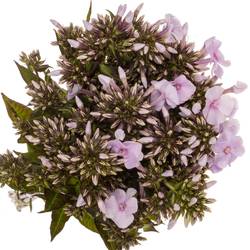 Phlox hell rosa Diamonds Soft Pink 60cm