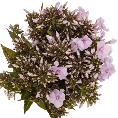 Phlox hell rosa Diamonds Soft Pink 60cm