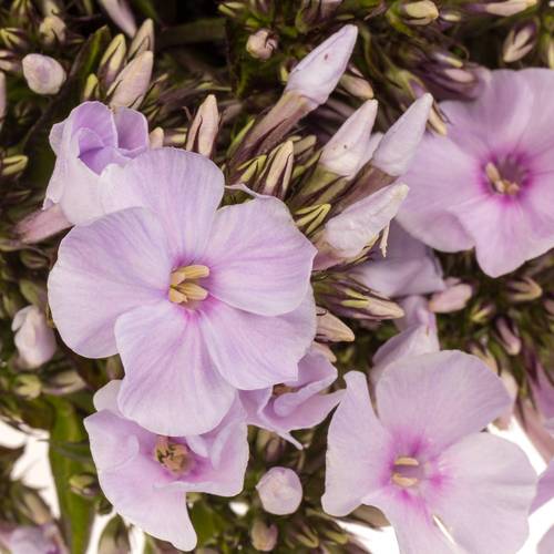 Phlox hell rosa Diamonds Soft Pink 60cm