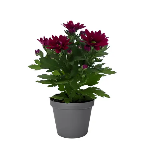 Chrys. lila Hybrid Mini T06 H08