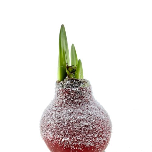 Amar.Bol Wachs rot Schnee rote Bl. H15
