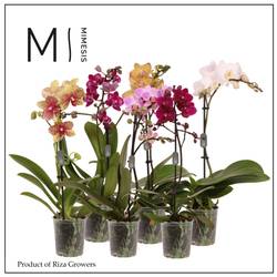 Phal.1-R mix Mimesis T09 H040