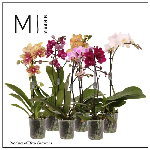 Phal.1-R mix Mimesis T09 H040