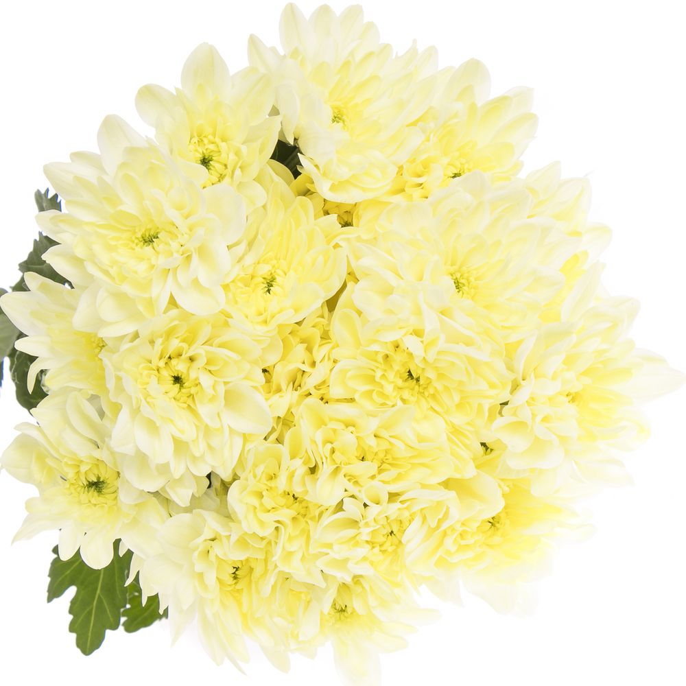 Chrys.Tros creme Pina Colada 80 Gramm 70cm