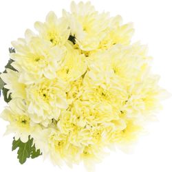 Chrys.Tros creme Pina Colada 80 Gramm 70cm