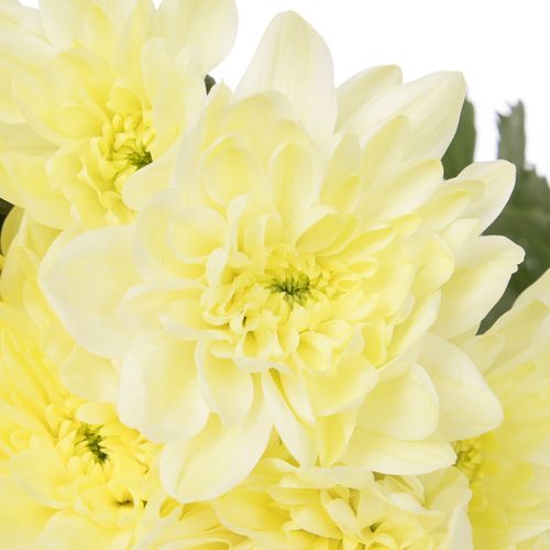 Chrys.Tros creme Pina Colada 80 Gramm 70cm