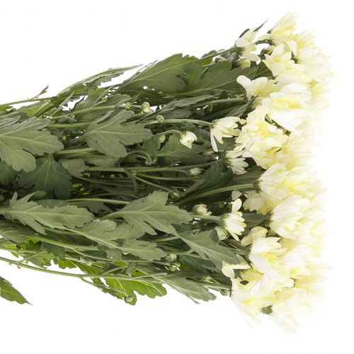 Chrys.Tros creme Pina Colada 80 Gramm 70cm