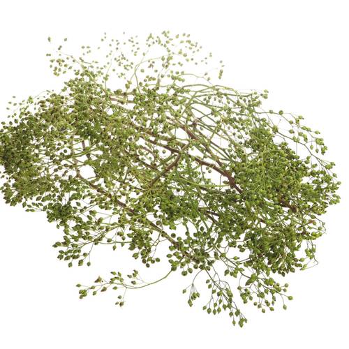 Hagebutte dunkel grün Corallo Ohne Dorn 110cm