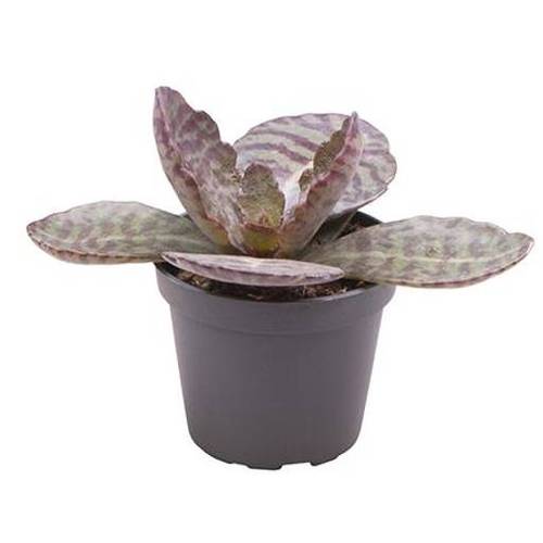 Kal.Humilis Daigremontiana T6 H15