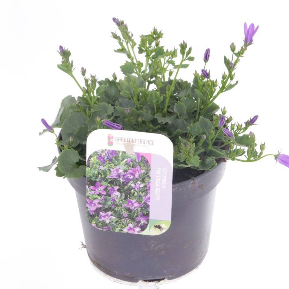 Campanula violett Portens T13 H020