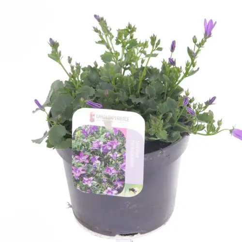 Campanula violett Portens T13 H020