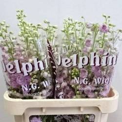 Delphinium rosa Dewi lady 90cm