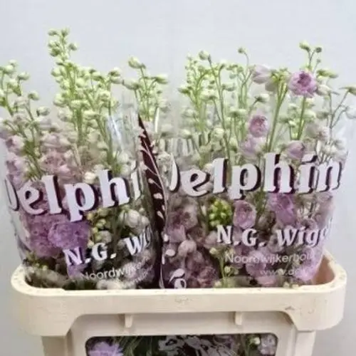 Delphinium rosa Dewi lady 90cm