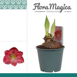 Amaryllis 2er rosa sweet pink T14 H025