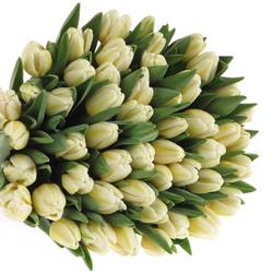 Tulpe creme/weiss Antartic Flame 44 Gramm