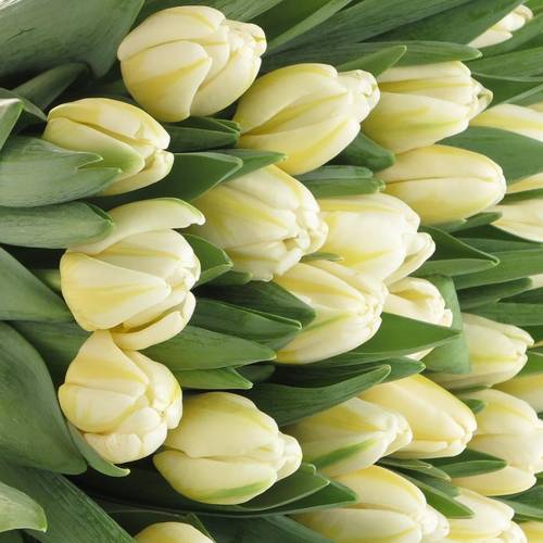 Tulpe creme/weiss Antartic Flame 44 Gramm
