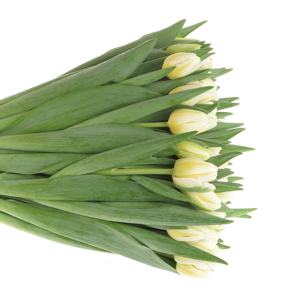 Tulpe creme/weiss Antartic Flame 44 Gramm