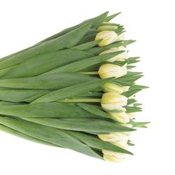 Tulpe creme/weiss Antartic Flame 44 Gramm