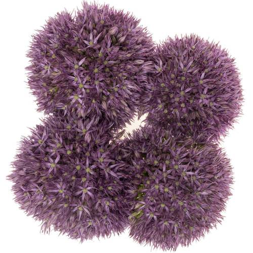 Allium dunkel lila gross Schilder 80cm