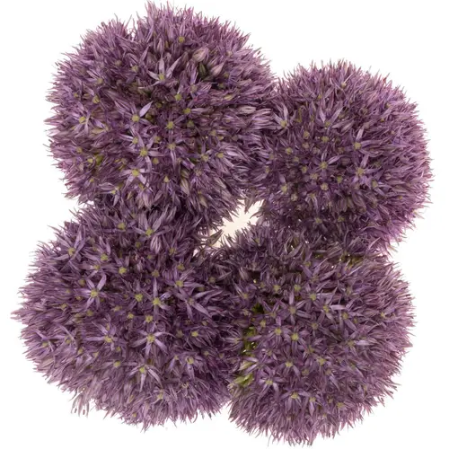 Allium dunkel lila gross Schilder 80cm