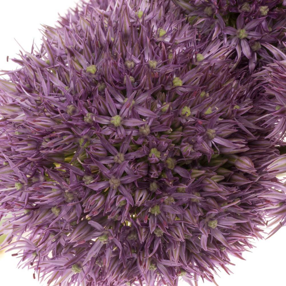 Allium dunkel lila gross Schilder 80cm