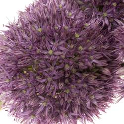 Allium dunkel lila gross Schilder 80cm