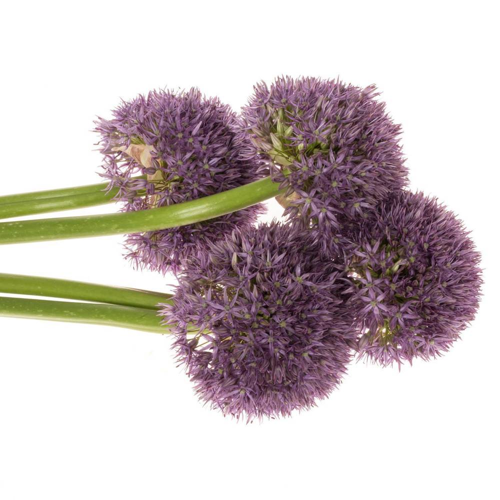 Allium dunkel lila gross Schilder 80cm