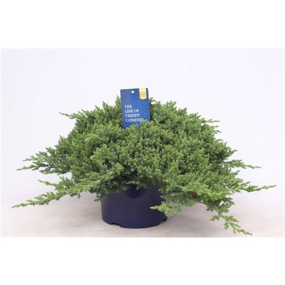 Juniperus Procumbens Nana T23 H045