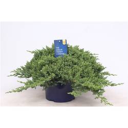 Juniperus Procumbens Nana T23 H045