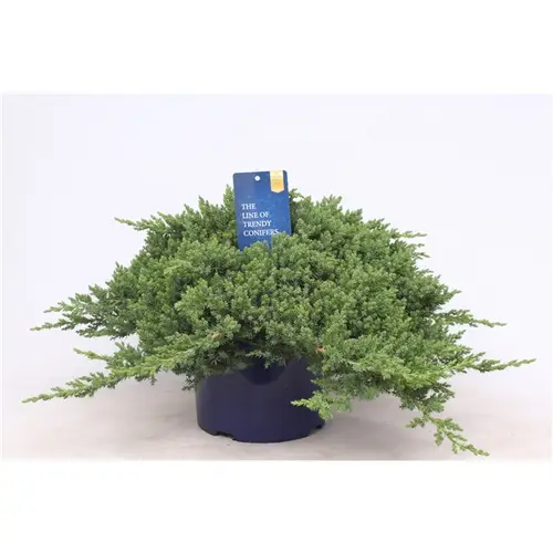 Juniperus Procumbens Nana T23 H045