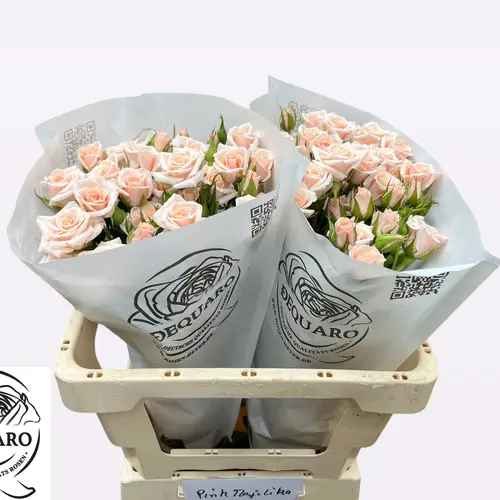 Rosa Freiland hell rosa Pink Majolika 3+Blüte 60cm