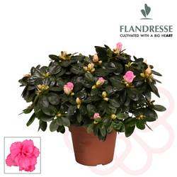 Azalee rosa 30 - 32 cm T14 H030