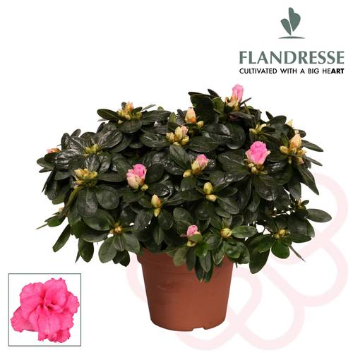 Azalee rosa 30 - 32 cm T14 H030