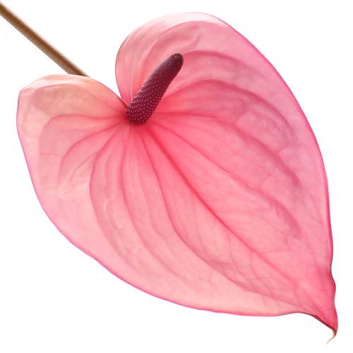 Anthurium rosa Bellanca Blüte 13cm Muttertag