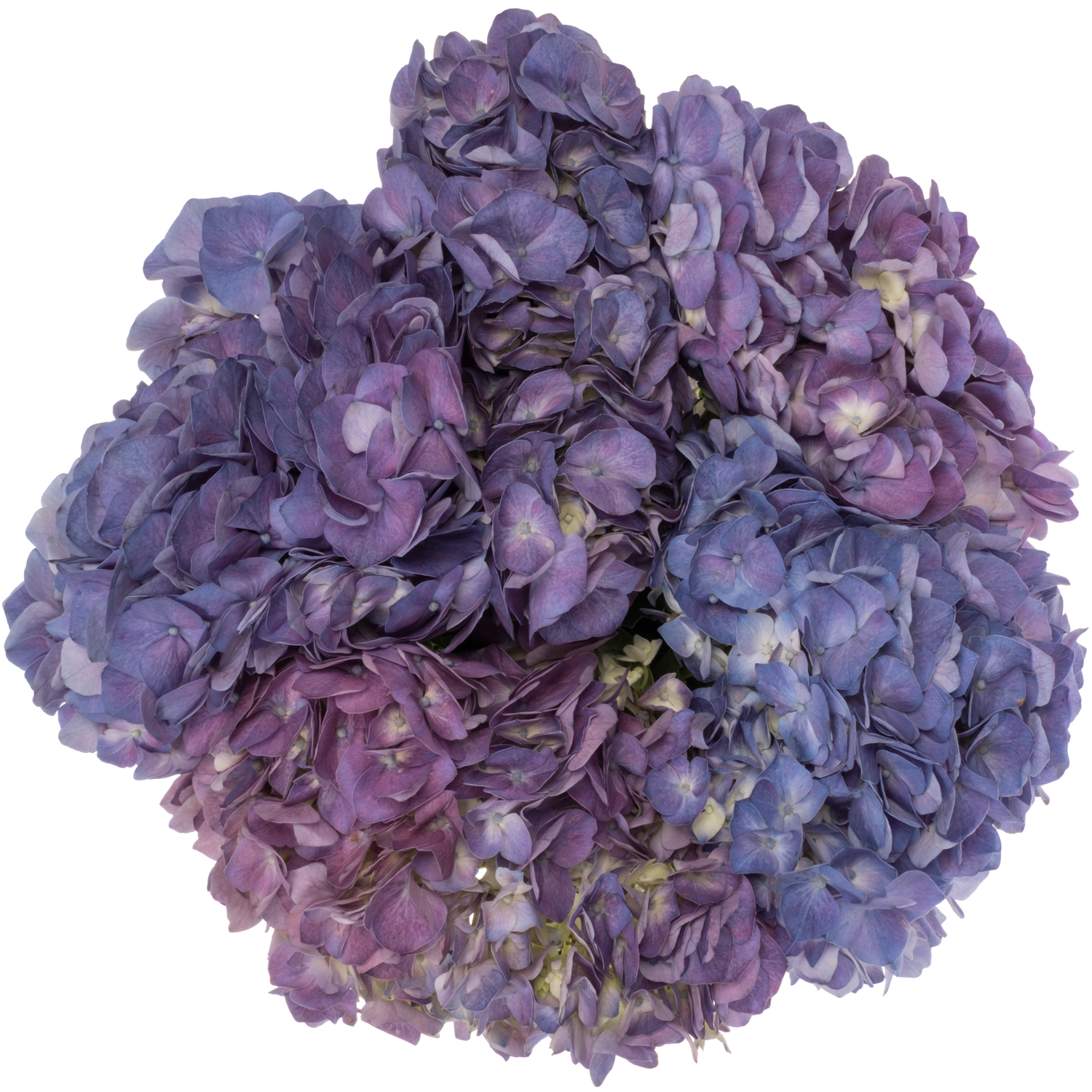 Hortensie lila Beauty Berry Bol 20cm 60cm