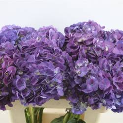 Hortensie lila Beauty Berry Bol 20cm 60cm