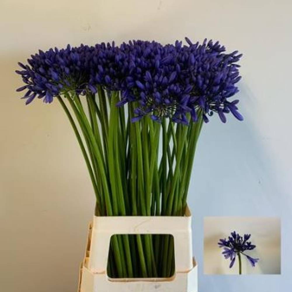 Agapanthus blau Heidy 75cm