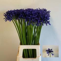 Agapanthus blau Heidy 75cm